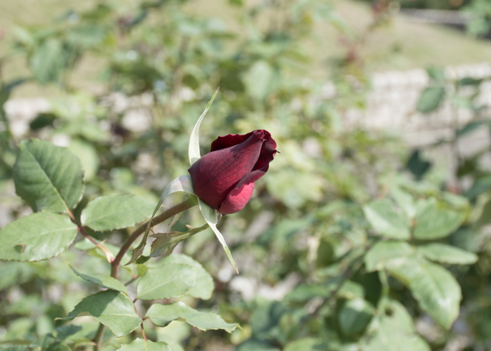 バラ(パパ・メイヤン)のつぼみ。長居植物園で撮影
