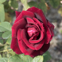 バラ(パパ・メイヤン)の花