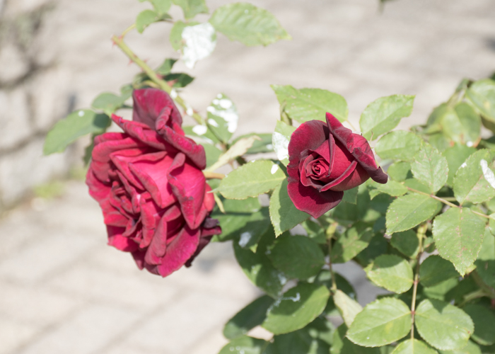 バラ(パパ・メイヤン)の花の横顔。長居植物園で撮影