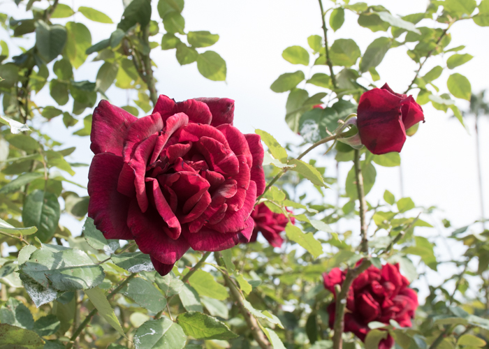 バラ(パパ・メイヤン)の花。長居植物園で撮影