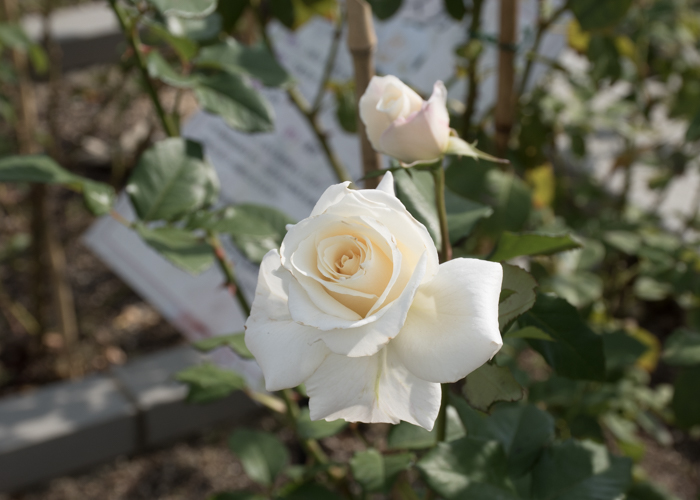バラ(パスカリ)の花。長居植物園で撮影
