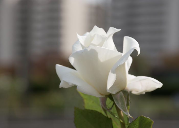 バラ(パスカリ)の花の横顔。長居植物園で撮影