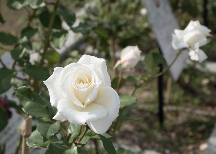 バラ(パスカリ)の花。長居植物園で撮影