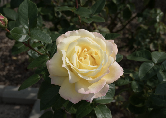 バラ(ピース)の花。長居植物園で撮影