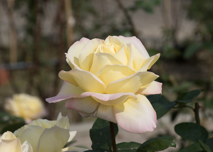 バラ(ピース)の花の横顔。長居植物園で撮影