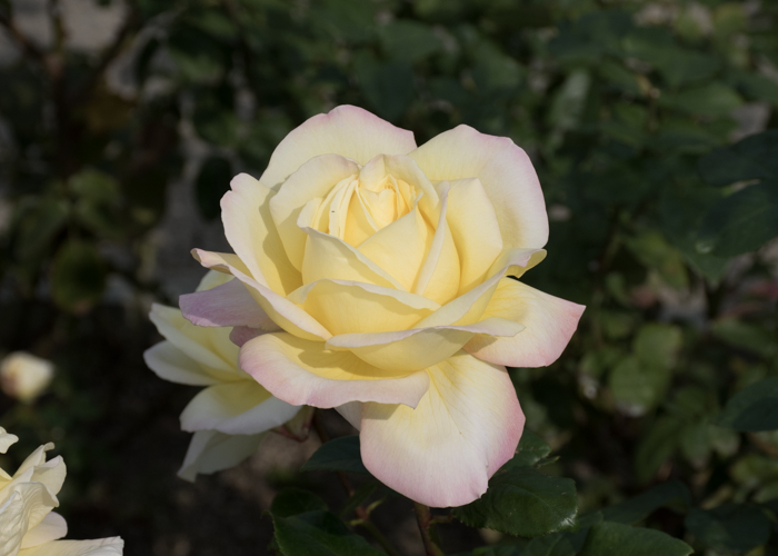 バラ(ピース)の花。長居植物園で撮影