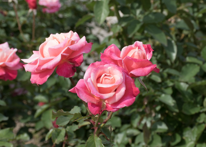 バラ(プリンセス・チチブ)の花。長居植物園で撮影