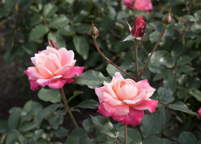 バラ(プリンセス・チチブ)の花の横顔。長居植物園で撮影