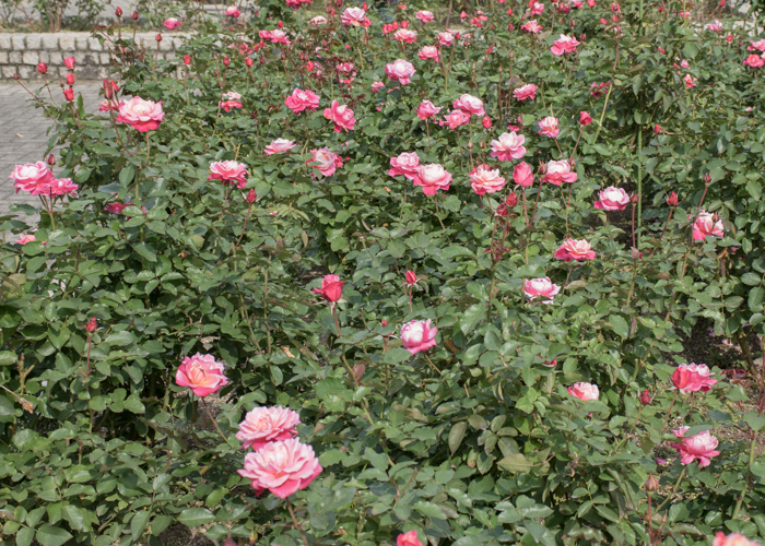 バラ(プリンセス・チチブ)の満開の木。長居植物園で撮影