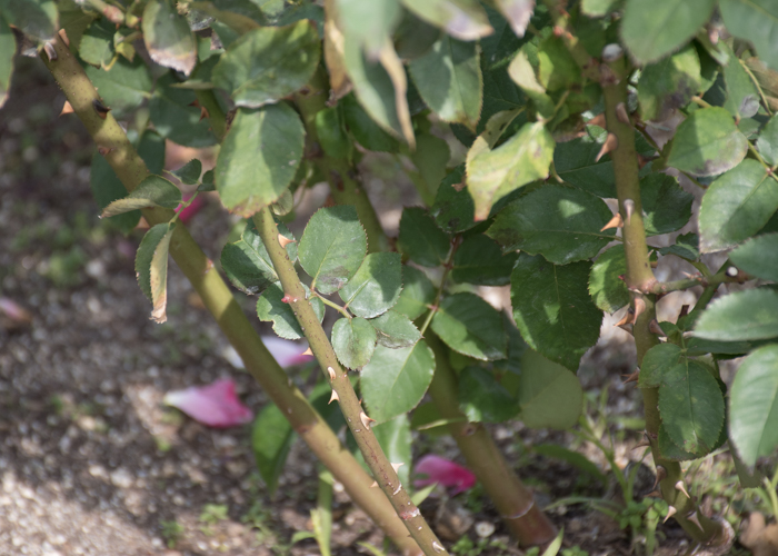 バラ(プリンセス・チチブ)の枝と葉とトゲ。長居植物園で撮影