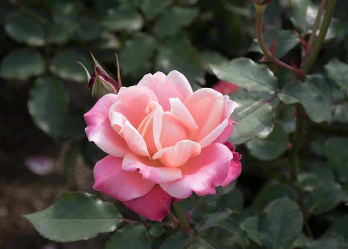 バラ(プリンセス・チチブ)の花。長居植物園で撮影
