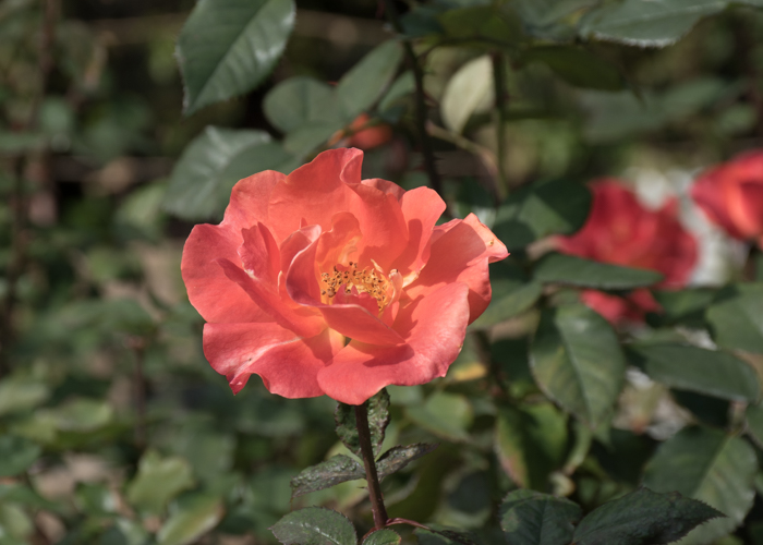 バラ(プリンセス・ミチコ)の花。長居植物園で撮影