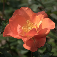 バラ(プリンセス・ミチコ)の花