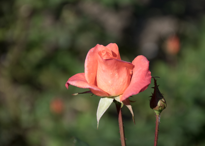 バラ(プリンセス・ミチコ)の花。花博記念公園鶴見緑地で撮影