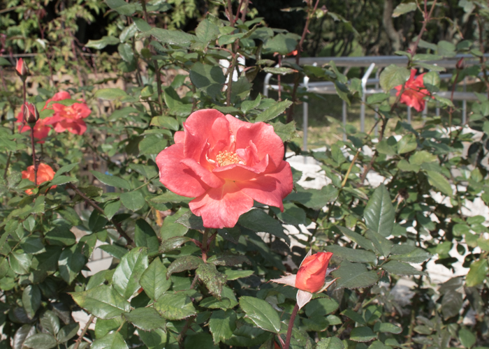 バラ(プリンセス・ミチコ)の花。長居植物園で撮影