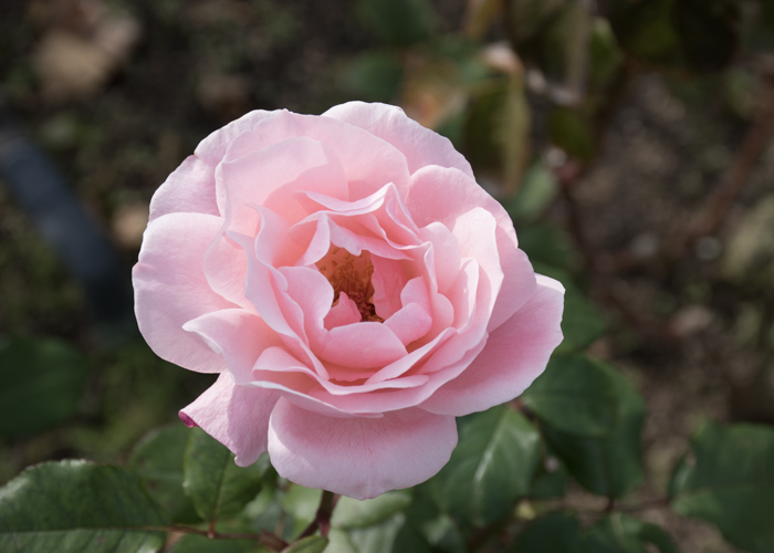バラ(クイーン・エリザベス)の花。長居植物園で撮影