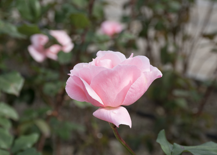 バラ(クイーン・エリザベス)の花の横顔。長居植物園で撮影