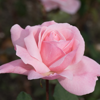 バラ(クイーン・エリザベス)の花