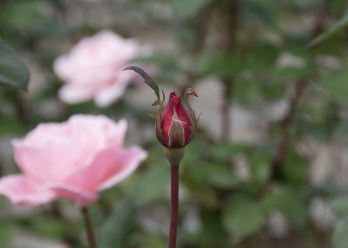 バラ(クイーン・エリザベス)のつぼみ。長居植物園で撮影