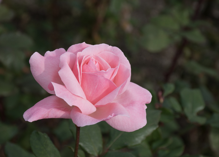 バラ(クイーン・エリザベス)の花。長居植物園で撮影