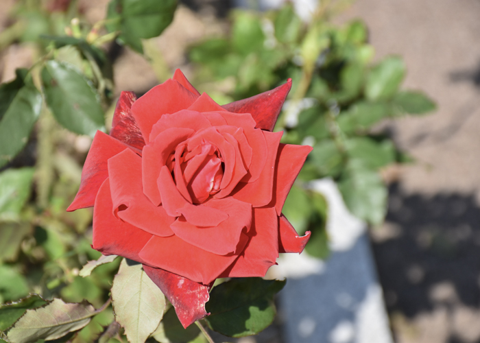 バラ(ローズ・オオサカ)の花。荒巻バラ公園で撮影