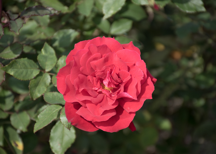 バラ(ローズ・オオサカ)の開ききった花。長居植物園で撮影