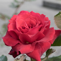 バラ(ローズ・オオサカ)の花