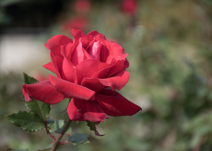 バラ(ローズ・オオサカ)の花。長居植物園で撮影