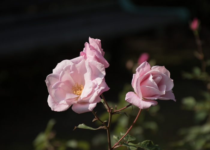 バラ(桜貝)の花。長居植物園で撮影