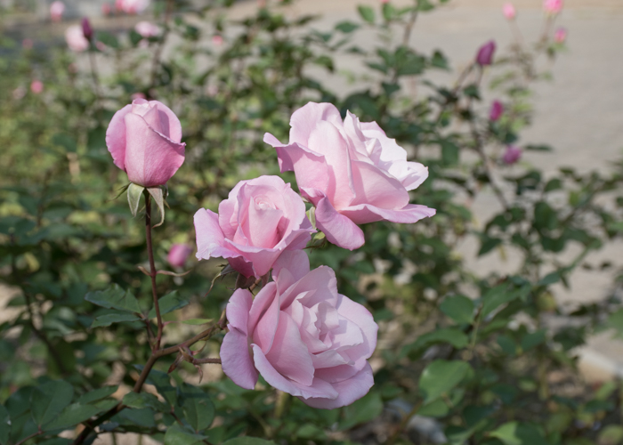 バラ(桜貝)の花の横顔。長居植物園で撮影