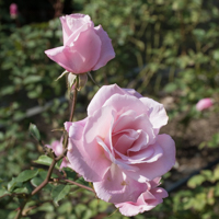 バラ(桜貝)の花