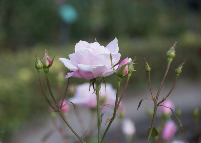 バラ(桜貝)のつぼみ。花博記念公園鶴見緑地で撮影