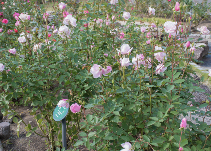 バラ(桜貝)の花と木全体。花博記念公園鶴見緑地で撮影