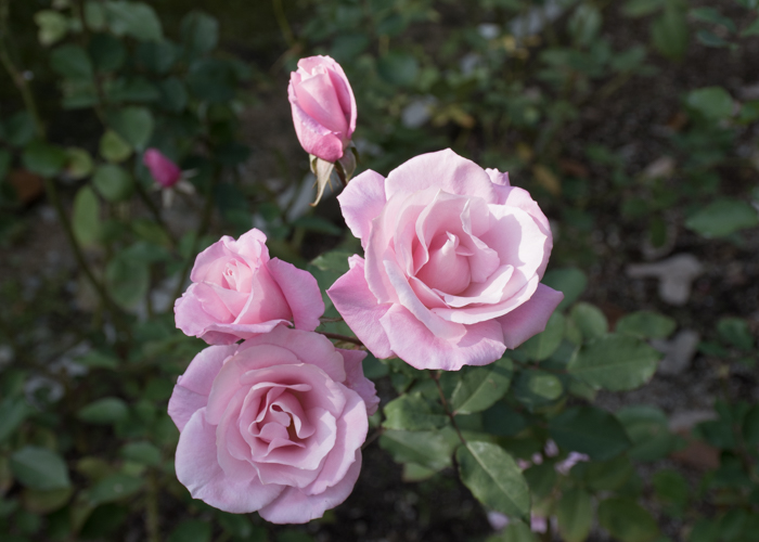 バラ(桜貝)の花の正面。長居植物園で撮影