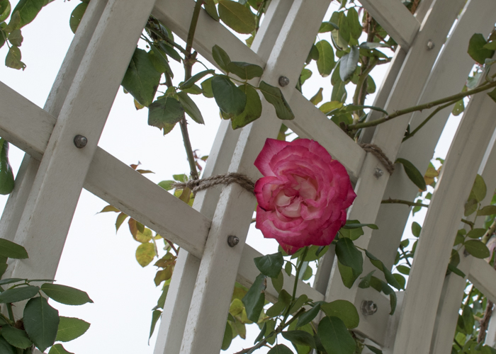 バラ(つる聖火)の花。長居植物園で撮影