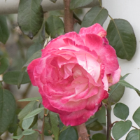 バラ(つる聖火)の花