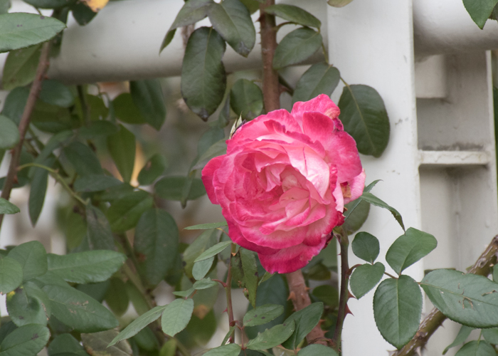 バラ(つる聖火)の花のアップ。長居植物園で撮影