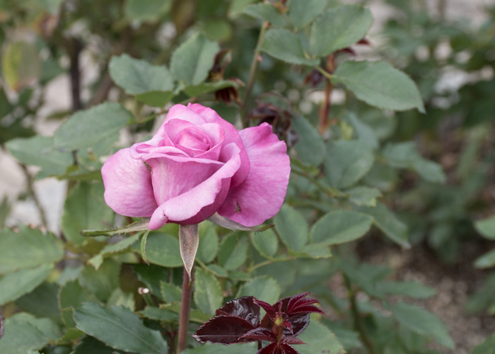 バラ(ショッキング・ブルー)の花。長居植物園で撮影