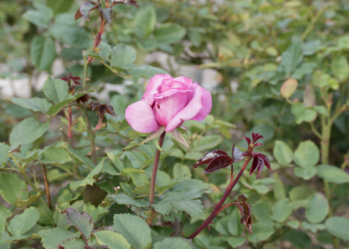 バラ(ショッキング・ブルー)の花の横顔。長居植物園で撮影