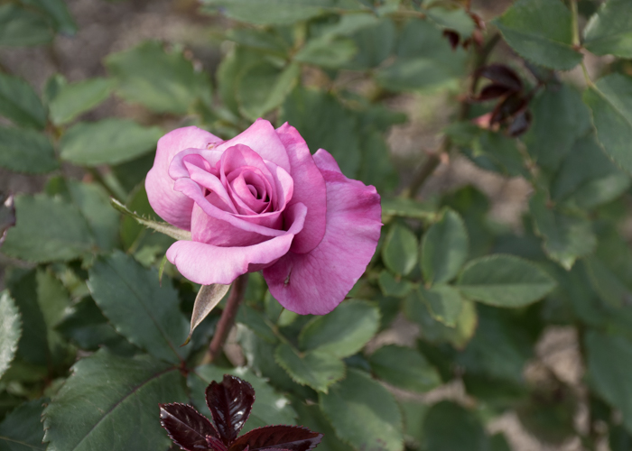 バラ(ショッキング・ブルー)の花。長居植物園で撮影