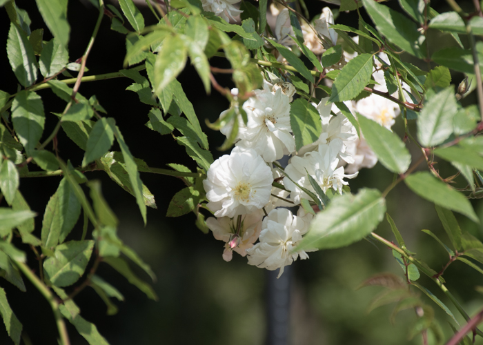 バラ(スノー・グース)の花。長居植物園で撮影