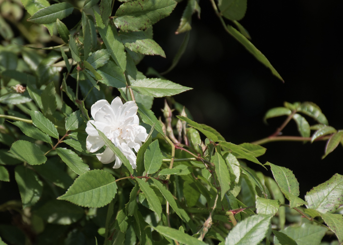 バラ(スノー・グース)の花とつぼみ。長居植物園で撮影
