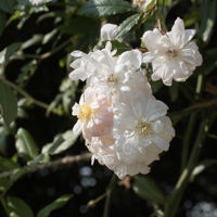 バラ(スノー・グース)の花