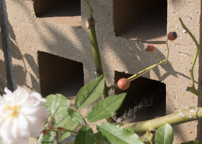 バラ(スノー・グース)の花と実。長居植物園で撮影