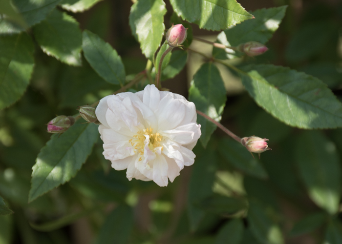バラ(スノー・グース)の花。長居植物園で撮影