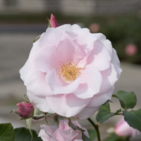 早春（ソウシュン）