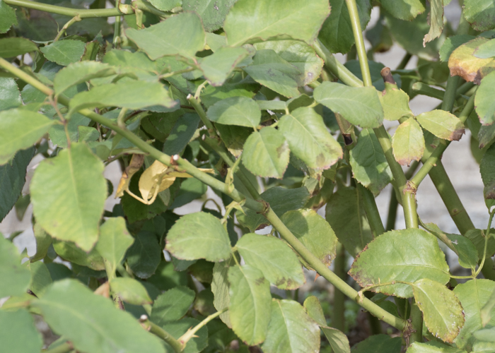 バラ（早春）の枝と葉とトゲ。長居植物園で撮影