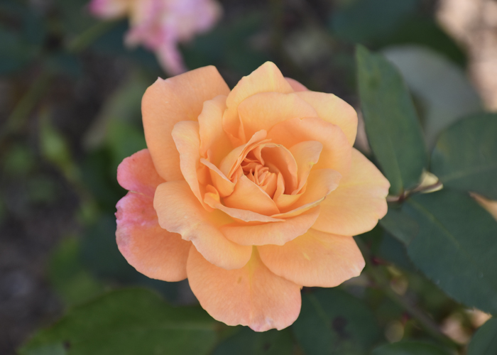 バラ(スヴニール・ドゥ・アンネ・フランク)の花。荒巻バラ公園で撮影