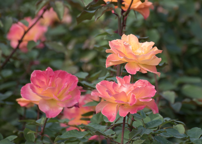 バラ(スヴニール・ドゥ・アンネ・フランク)の花の横顔。長居植物園で撮影