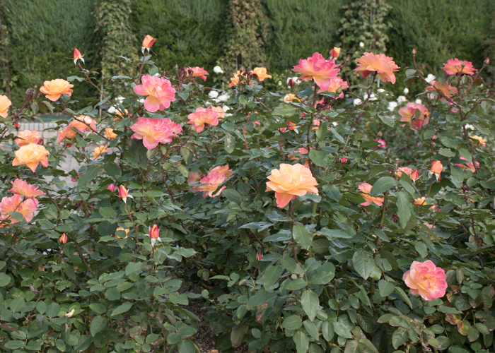 バラ(スヴニール・ドゥ・アンネ・フランク)の木全体。長居植物園で撮影